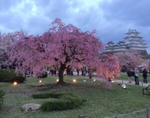 Blossoms on a tree in Japan, with Himeji Castle in the background
