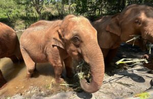 An elephant standing in the water and eating