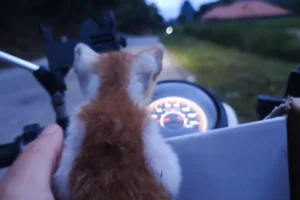 Kitten watching on from a motorbike