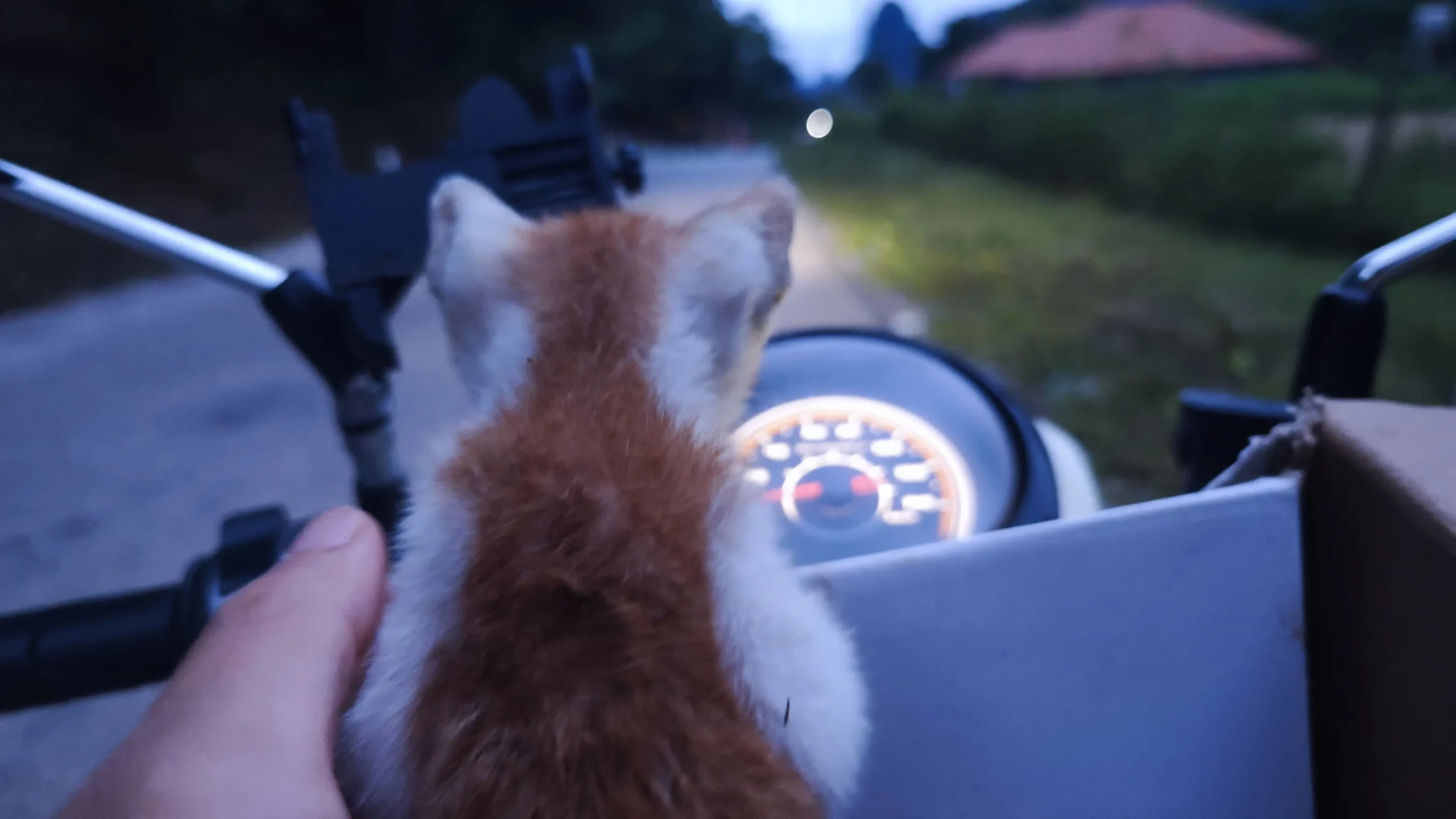 A kitten peering out of a box and over the speedo of a motorbike.